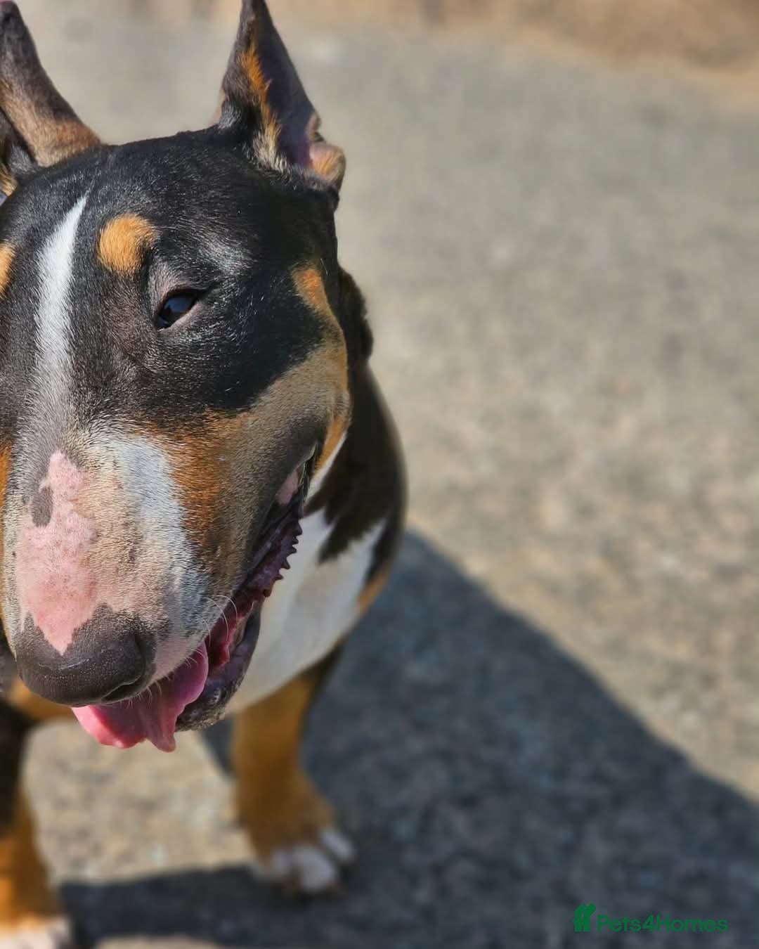 English Bull Terrier dogs for sale: Beautiful girl - Image 18