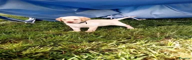 Labrador Retriever 3