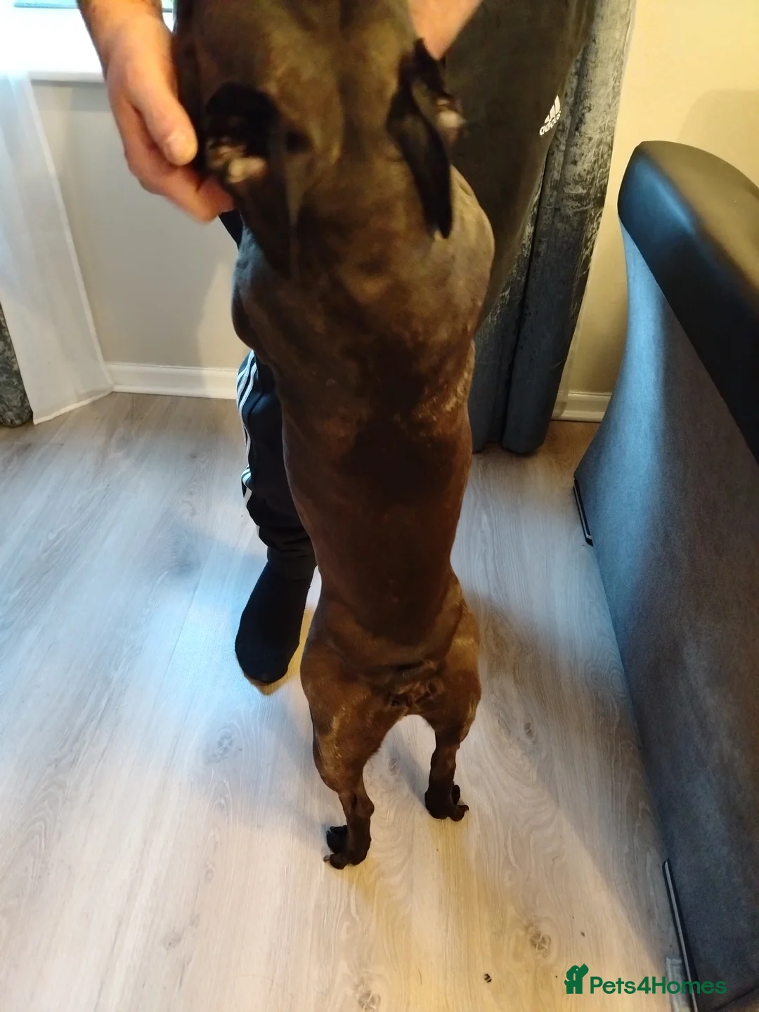 French Bulldog dogs for stud: French bulldog Billy  - Advert 6