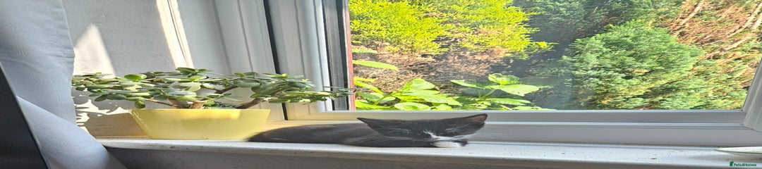 Mixed Breed Kitten 3