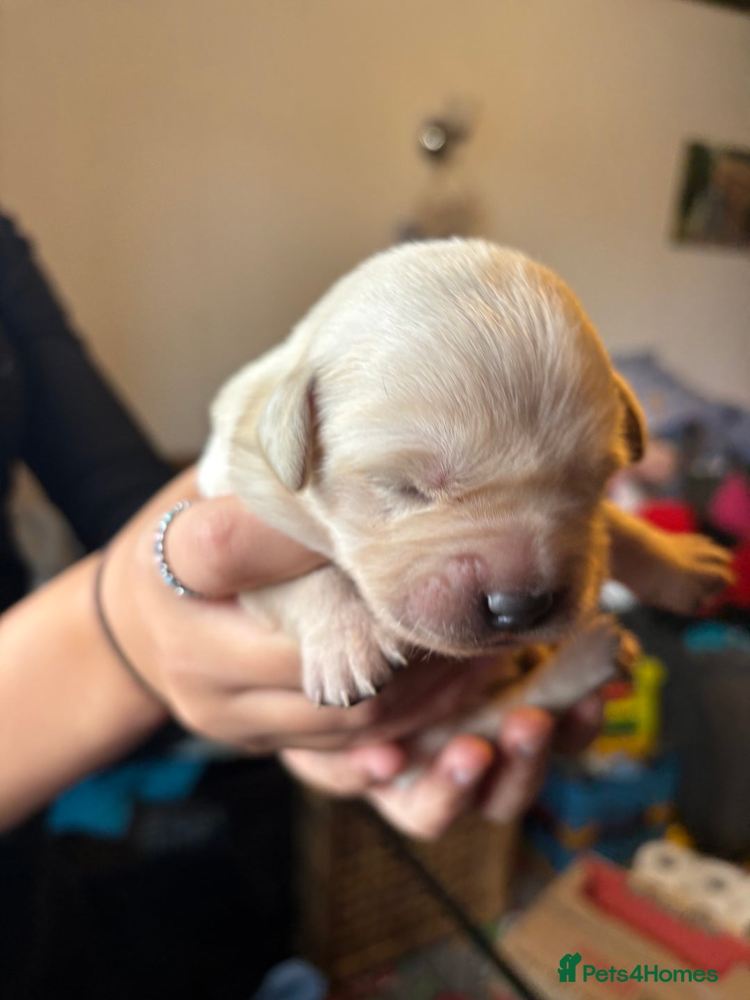 Goldador dogs for sale: Goldador puppies - Image 6