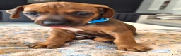 Rhodesian Ridgeback dogs for sale: KC Registered Rhodisian Ridgebacks  - Advert 23