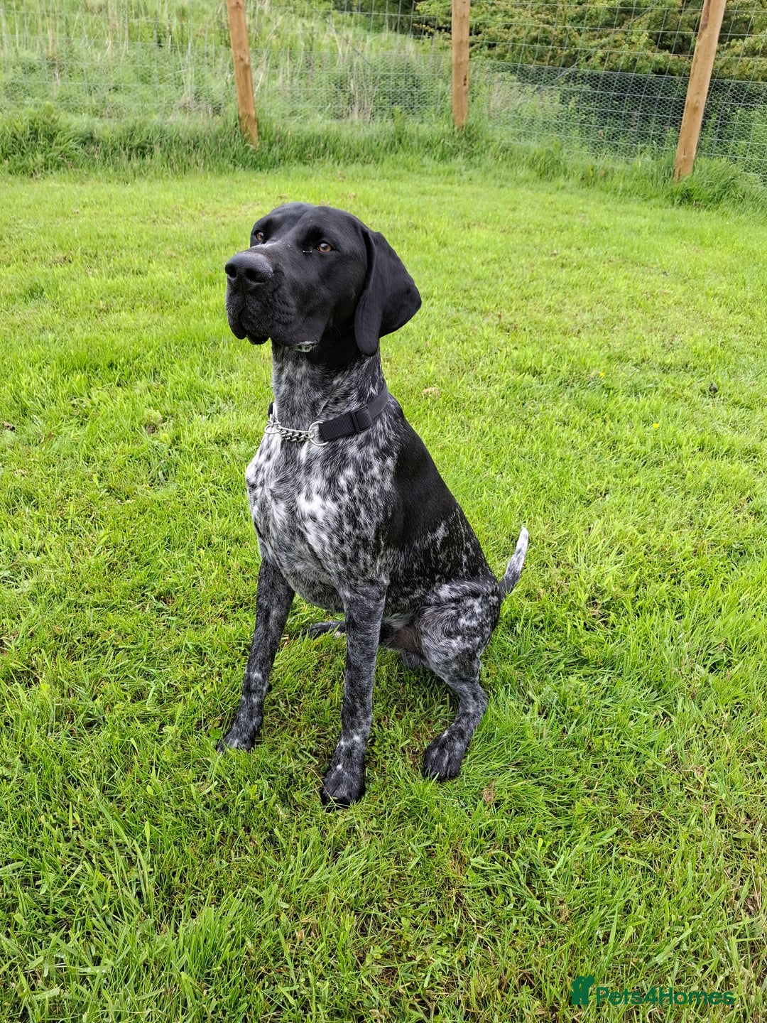 German Shorthaired Pointer dogs for sale: GSP Seeking Forever Home - Image 2
