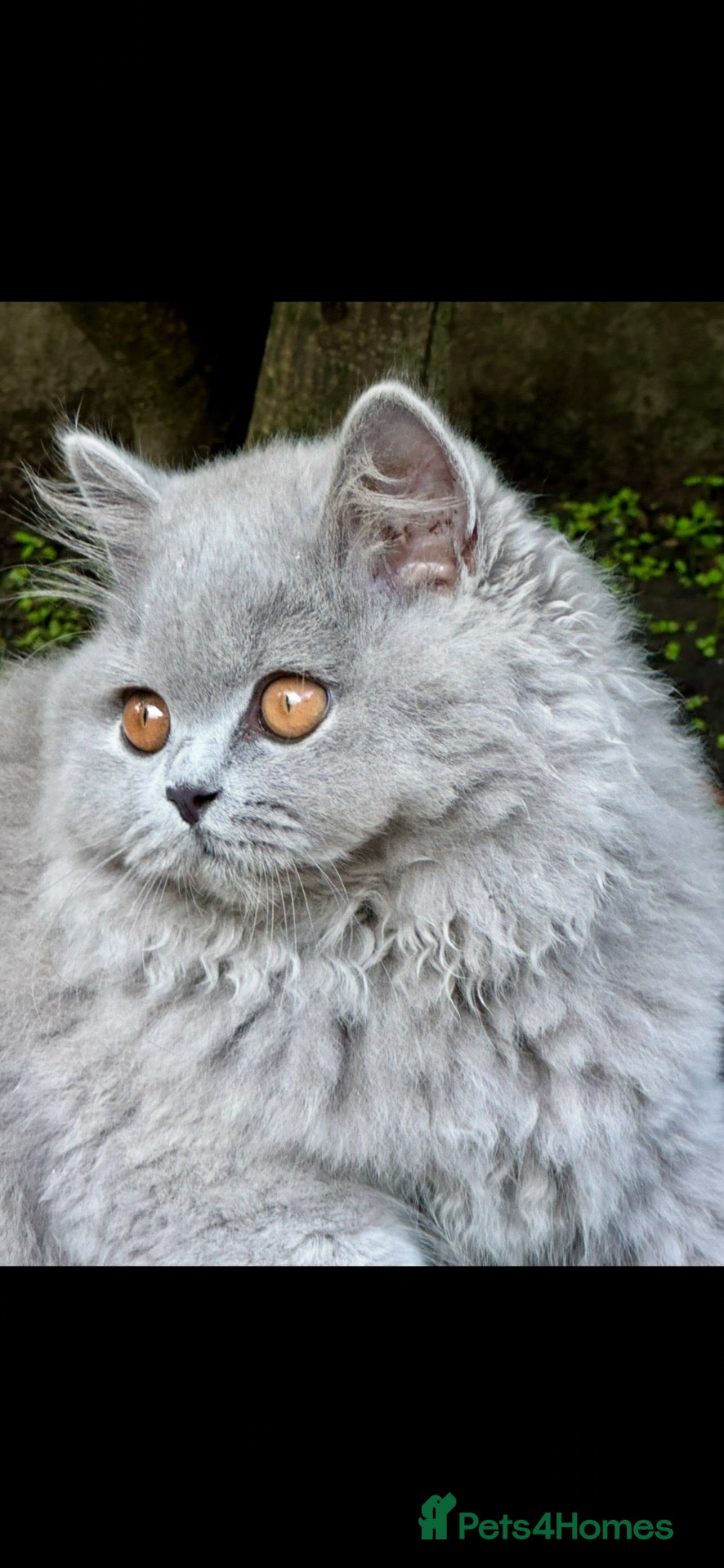 British Shorthair cats Last 3 kittens ready for their forever homes!  - Advert 1
