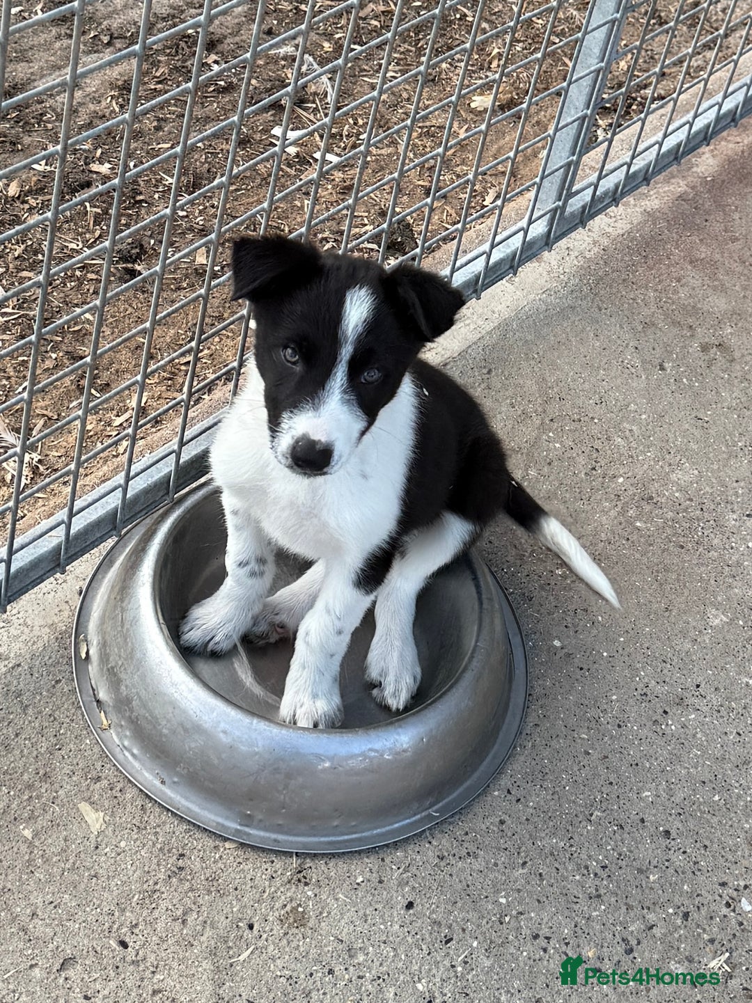 Border Collie dogs for sale: Gorgeous KC reg border collie pups  - Image 14