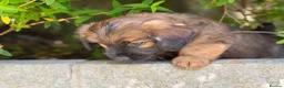 Mixed Breed dogs for sale: Exceptional Norfolk terrier x jrt pups ready now  - Advert 21