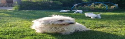 West Highland Terrier dogs for sale: KC Registered Westie Puppies - Advert 10