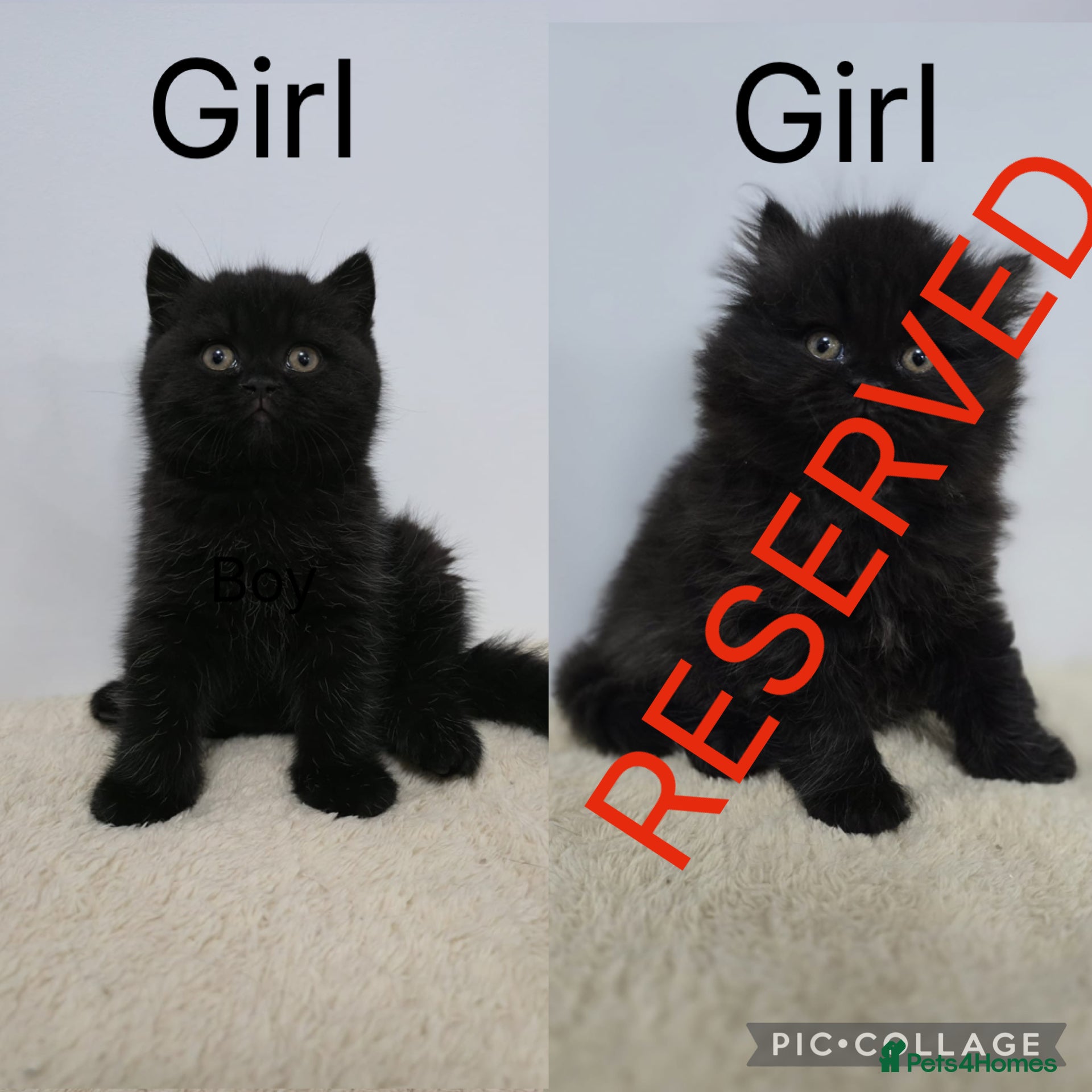 British Shorthair cats READY 2 LEAVE Female British Shorthair Kitten - Advert 5