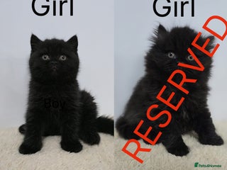 British Shorthair cats READY 2 LEAVE Female British Shorthair Kitten - Advert 5