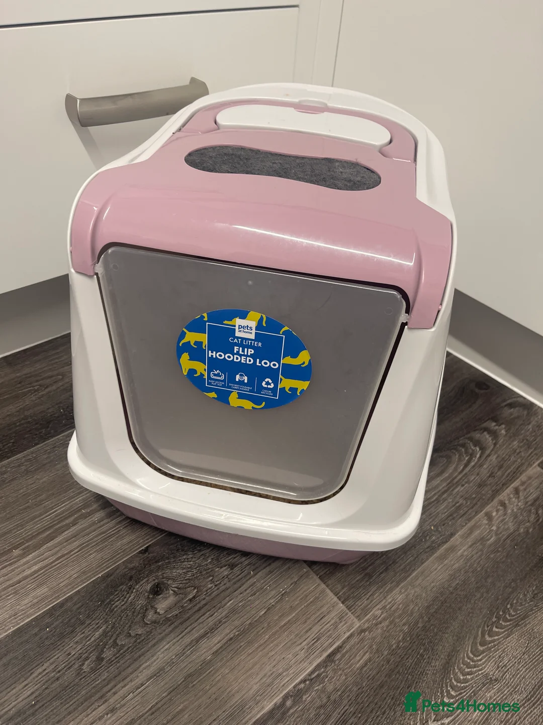 British Shorthair cats for sale: Emergency home - Advert 6