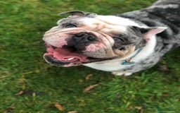 English Bulldog dogs for sale: English Bulldog puppies  - Image 5