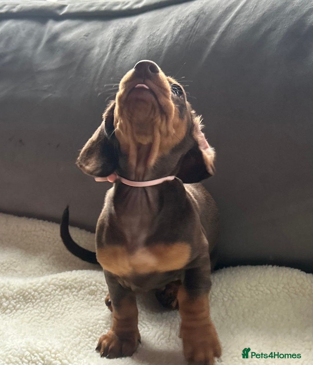 Miniature Dachshund dogs for sale: Adorable miniature daschunds - Image 8