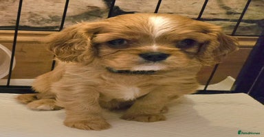 Cavalier King Charles Spaniel dogs - Advert 1