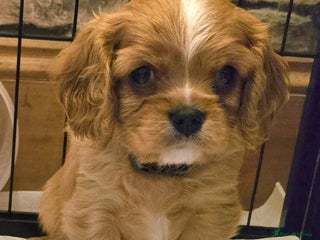 Cavalier King Charles Spaniel dogs - Advert 25