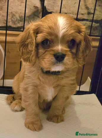 Cavalier King Charles Spaniel dogs - Advert 3