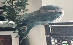 Parakeets birds for sale: Quaker Parakeet - Image 3