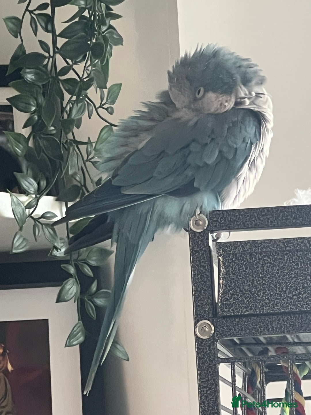 Parakeets birds for sale: Quaker Parakeet - Image 3