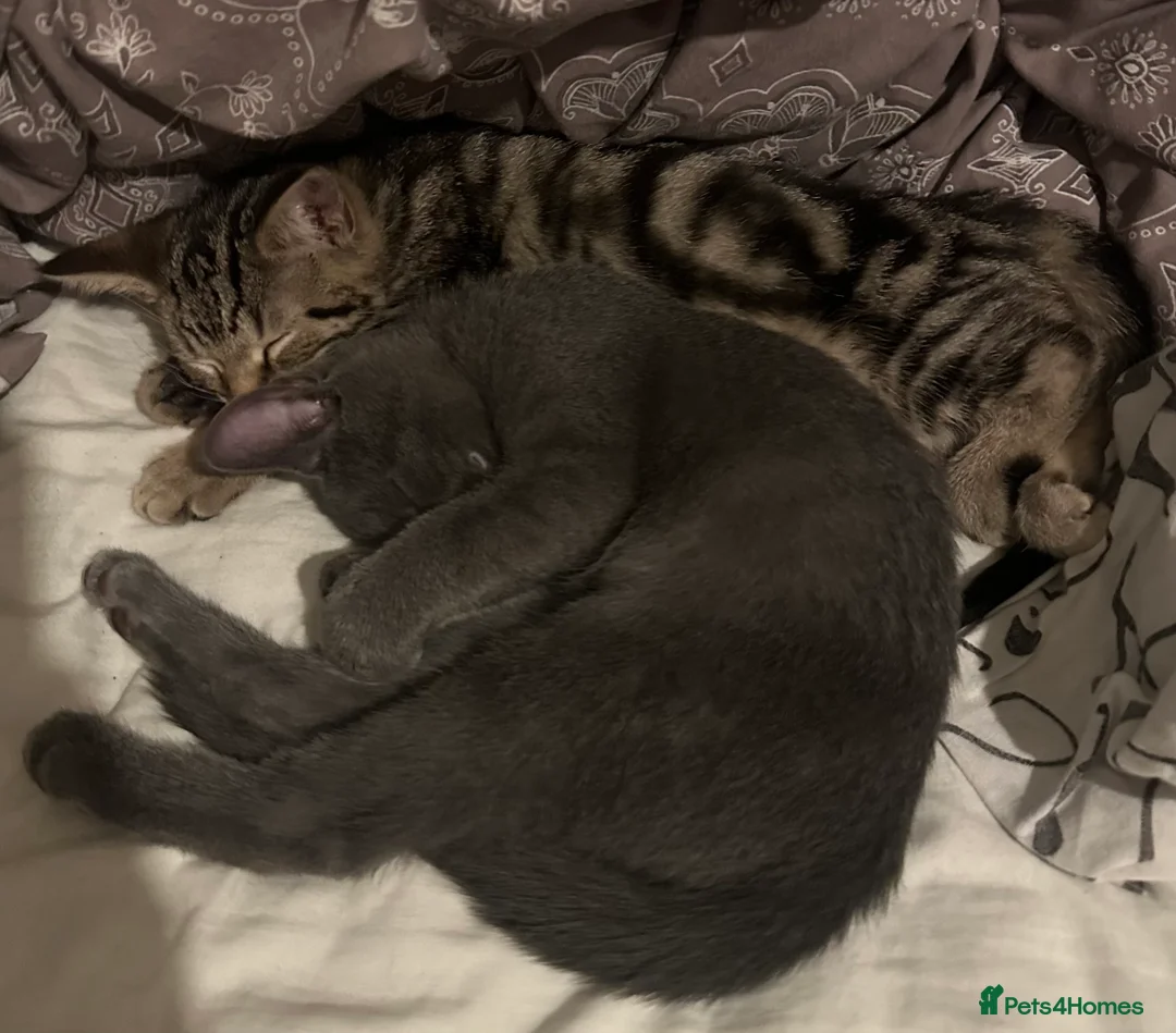 Mixed Breed cats for sale: 2 Handsome Kittens looking for their Forever Home - Advert 6