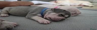 French Bulldog 1