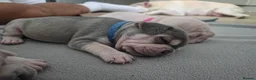 French Bulldog dogs for sale: Pet litter Frenchies with rope female - Advert 21