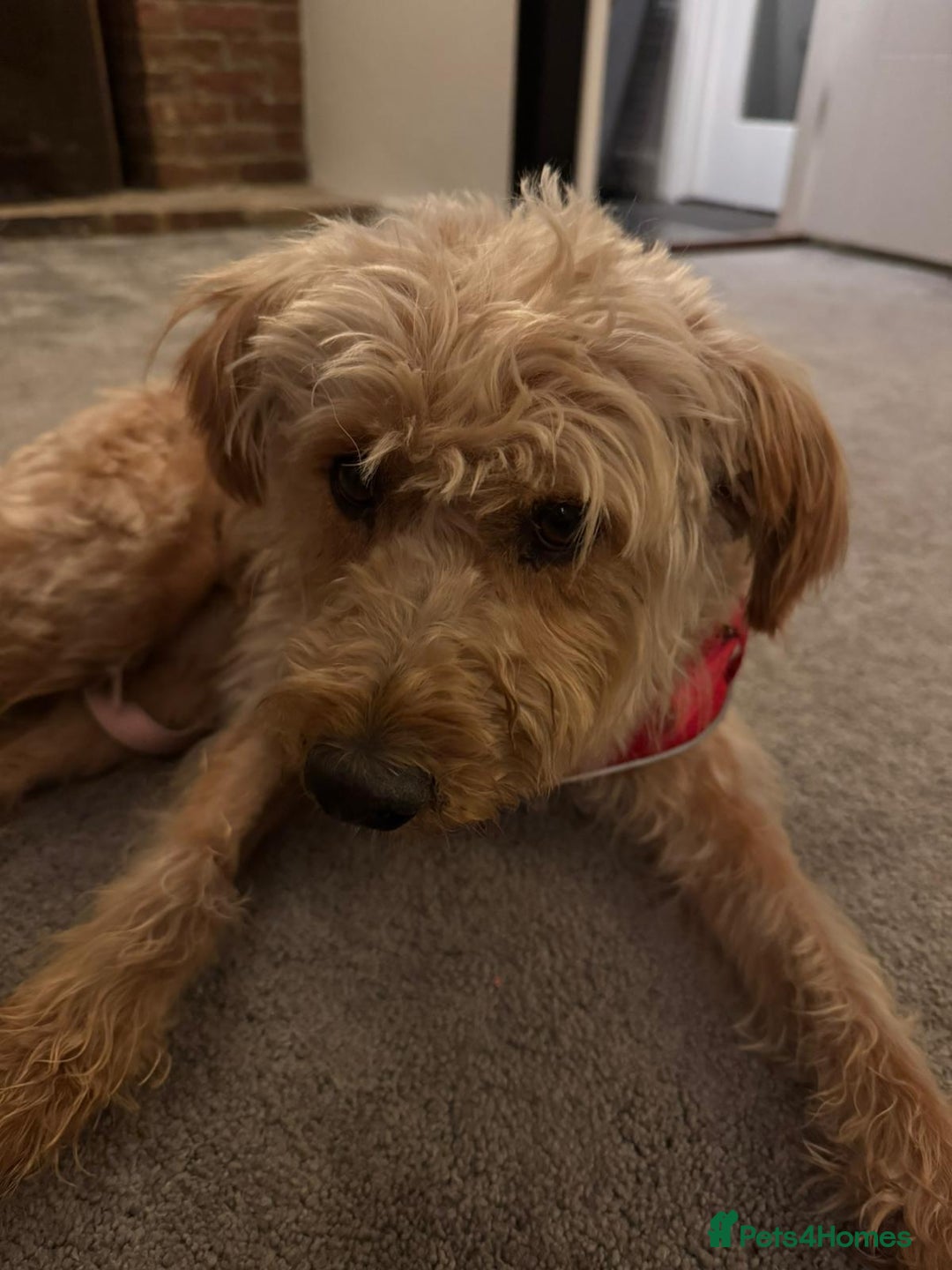 Mixed Breed dogs for adoption: Wonderful Marcus needs a loving home - Image 2