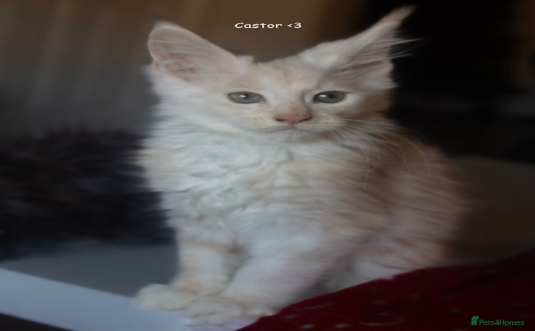 Maine Coon cats TICA Registered Kittens for Sale  - Advert 7