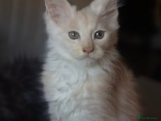 Maine Coon cats TICA Registered Kittens for Sale - Advert 16