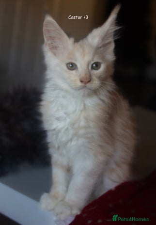 Maine Coon cats TICA Registered Kittens for Sale - Advert 7