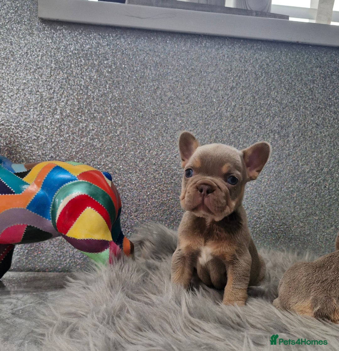 French Bulldog dogs for sale: Quality french bulldog puppies  - Image 6