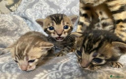 Bengal cats for sale: STUNNING TICA reg Bengal kittens ready to reserve - Image 21