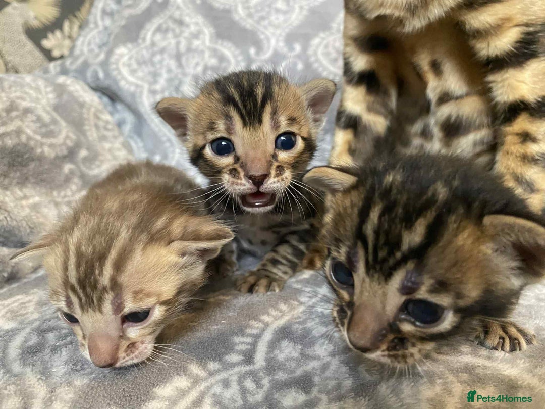 Bengal cats for sale: STUNNING TICA reg Bengal kittens ready to reserve - Image 21