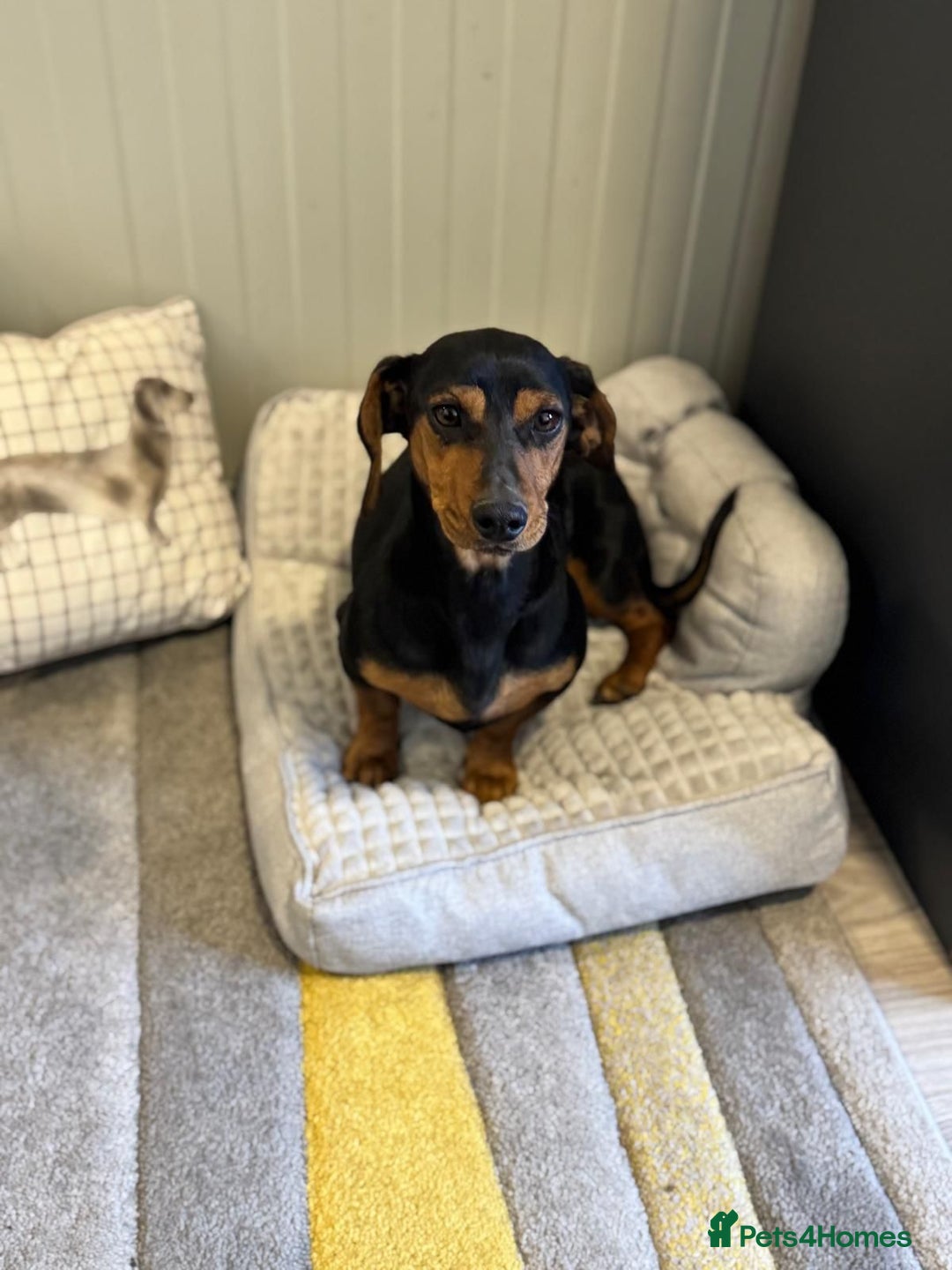 Mixed Breed dogs for adoption: Beautiful Mira needs a home - Advert 14