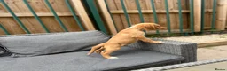 Cocker Spaniel dogs for sale: working cocker spaniels  - Advert 9