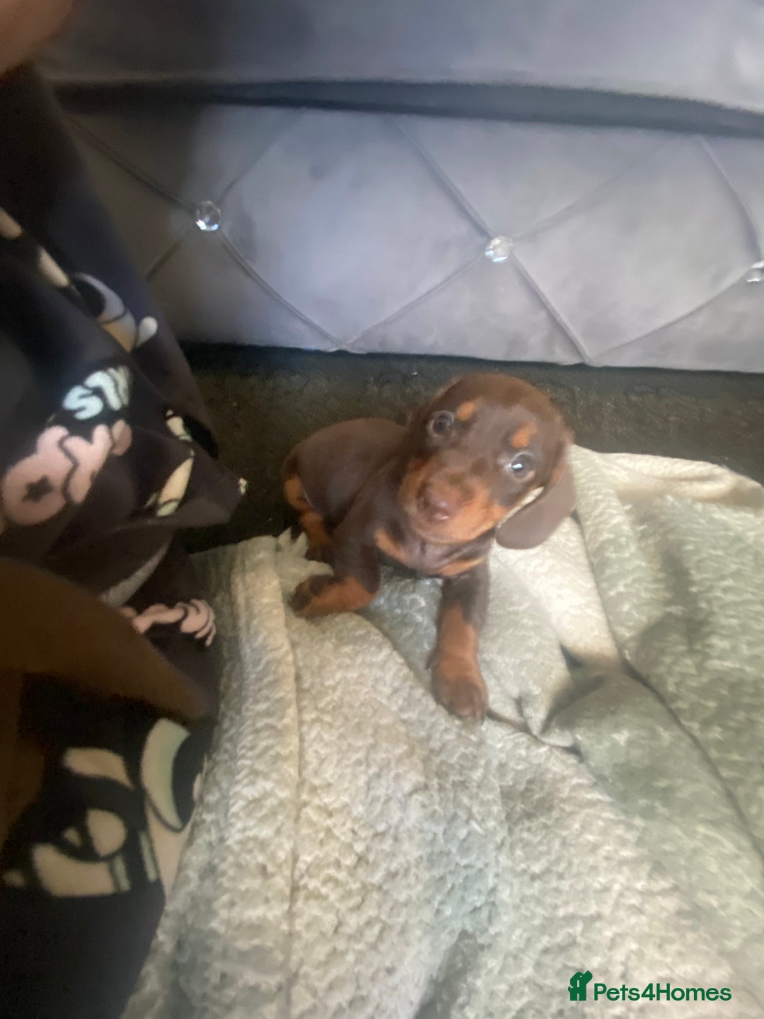Miniature Dachshund dogs for sale: Pure mini chocolate/tan 6wk old dachshund boys  - Image 8
