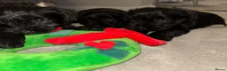Miniature Schnauzer dogs for sale: Miniature schnauzers in Newark - Advert 15