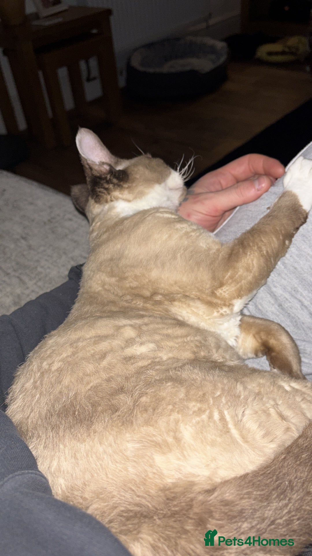 Devon Rex cats for sale: Devon Rex “Chino” - Advert 7