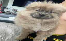 Chow Chow dogs for sale: Chow chow pups - Image 13