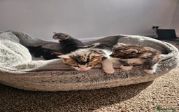 Mixed Breed cats for sale: Tabby mix rangdoll and black - Image 12