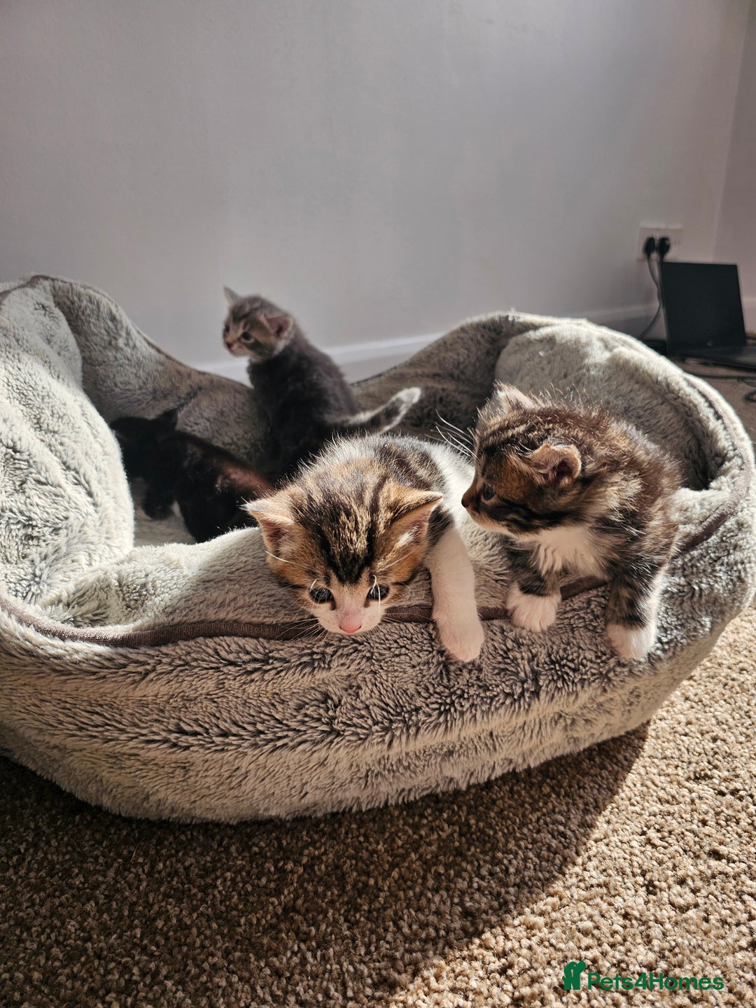 Mixed Breed cats for sale: Tabby mix rangdoll and black - Image 12