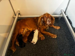 Cocker Spaniel dogs Gamekeeper bred Working Cocker Spaniels - Advert 9