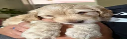 Cockapoo dogs for sale: Litter of 5 beautiful F1 cockapoos  - Advert 34