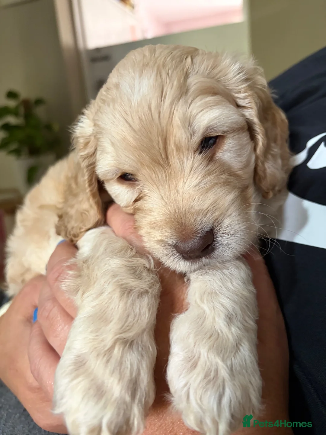 Cockapoo dogs for sale: Litter of 5 beautiful F1 cockapoos  - Advert 34