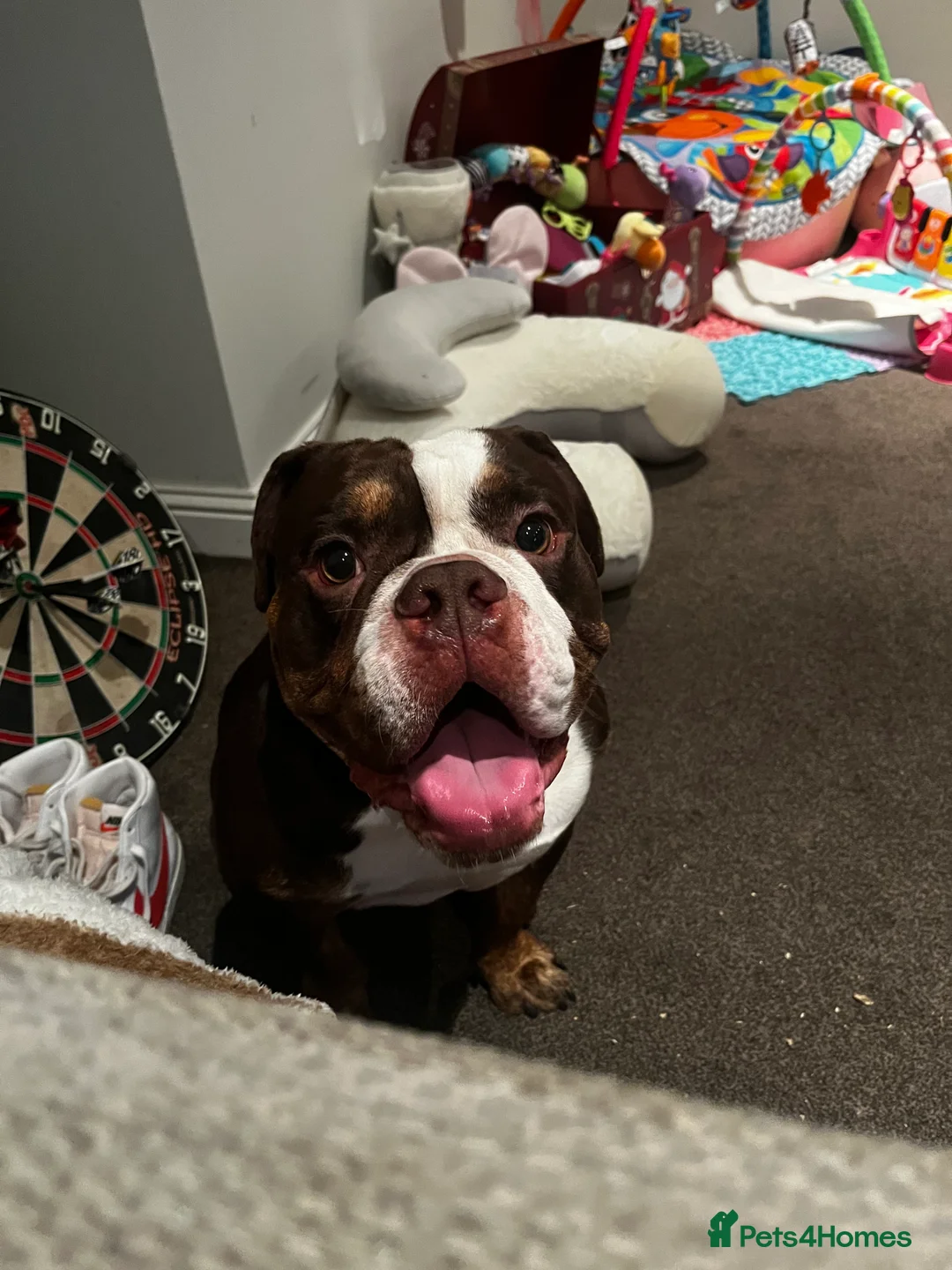 English Bulldog dogs for sale: English Bulldog  - Advert 1