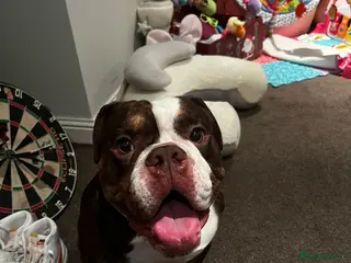 English Bulldog dogs English Bulldog - Advert 1