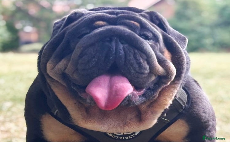 English Bulldog dogs - Advert 2