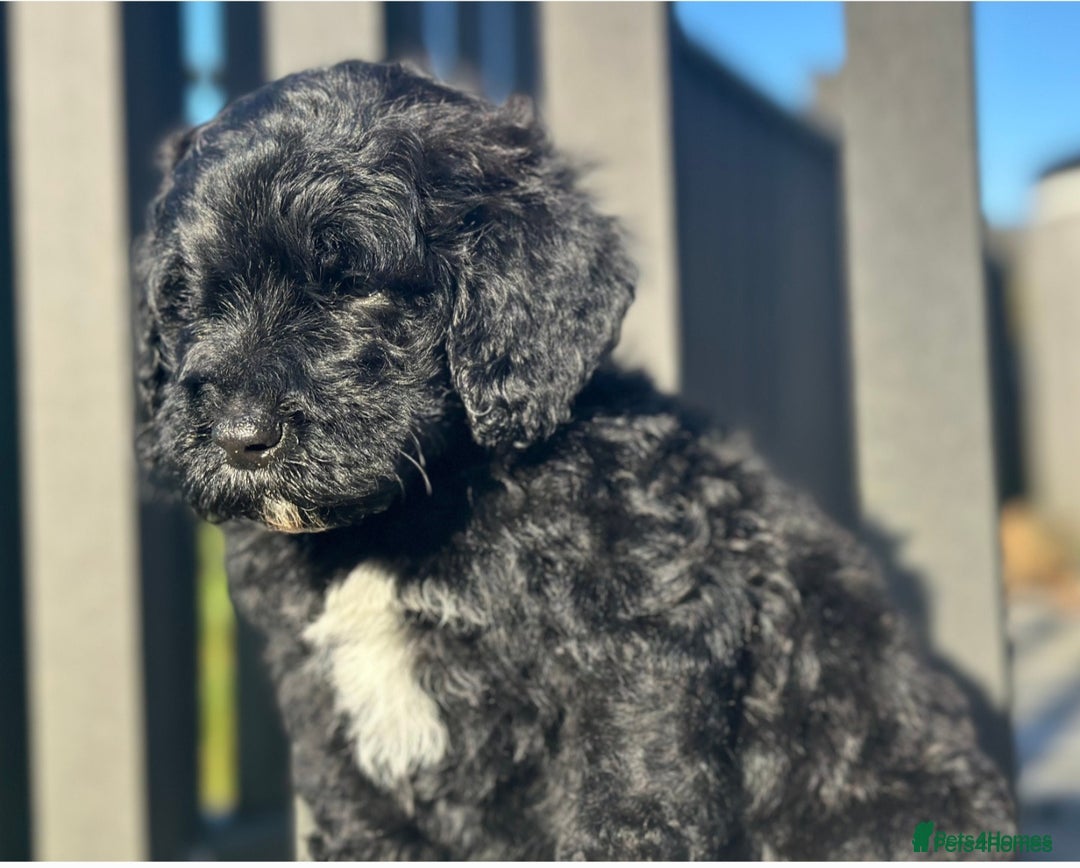 Mixed Breed dogs for sale: St Bernoodle puppy Poodle/St Bernard cross F1B Boy - Advert 1