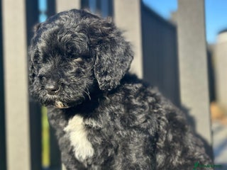 Mixed Breed dogs St Bernoodle puppy Poodle/St Bernard cross F1B Boy - Advert 1