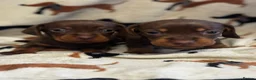 Miniature Dachshund dogs for sale: Miniature dachshund puppies  - Advert 20
