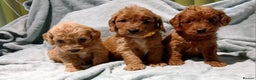 Cockapoo dogs for sale: PRA UNAFFECTED cockapoo  puppies  - Advert 1