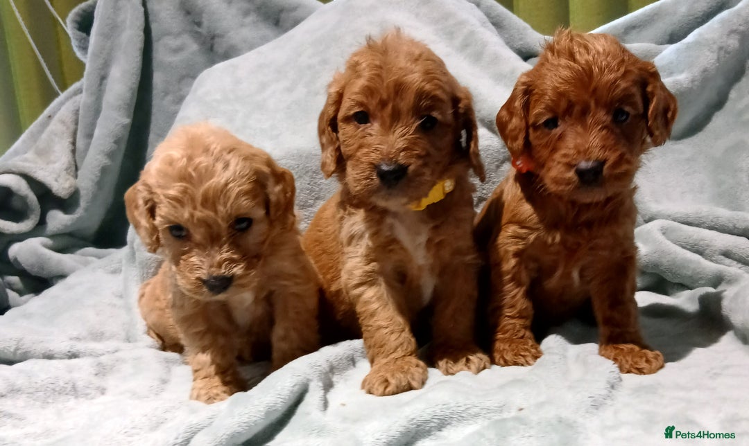 Cockapoo dogs for sale: PRA UNAFFECTED cockapoo  puppies  - Advert 1